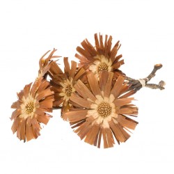 Protea repens cut