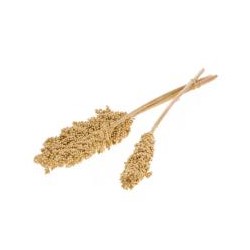 Indian corn natural