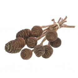 Platyspermun natural