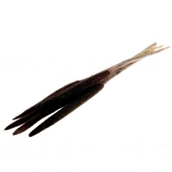 Babala castanho
