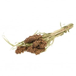 Sorgum natural