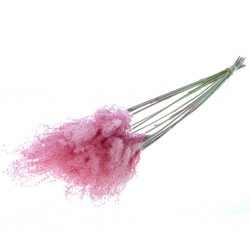 Fluffy rosa