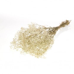 Gypsofila preservada natural
