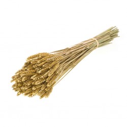 Espiga ouro