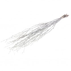 Birch  haste misty branco