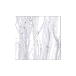 Birch 60cm natural/neve p10