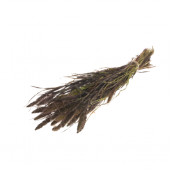 Setaria natural castanha