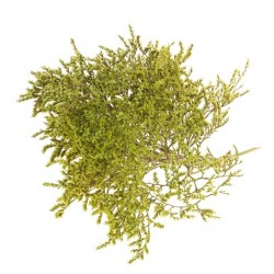 Statice tatarica verde