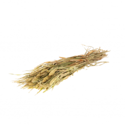 Setaria italica natural