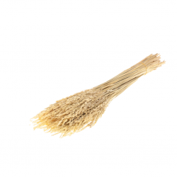 Rice flower natural