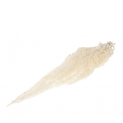 Amarantus caudatus...