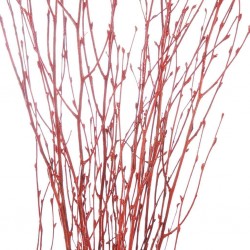 Birch haste 60cm vermelho...