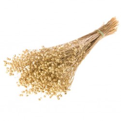 Linum ouro