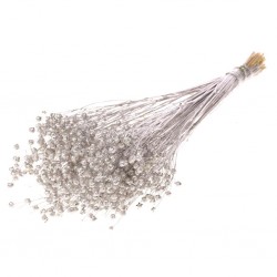 Linum prata