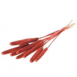 Babala vermelho natal