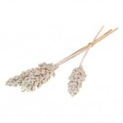 Indian corn misty branco