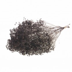 Bbroom bloom castanho