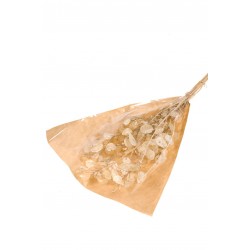 Lunaria natural